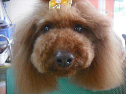 ファイル 3527-1.jpg