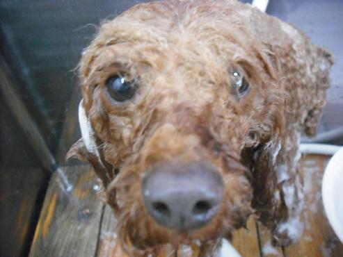 ファイル 3527-2.jpg