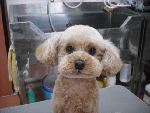 ファイル 3528-1.jpg