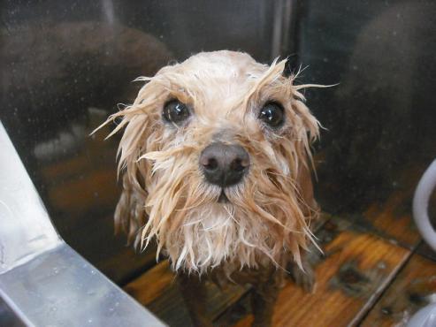 ファイル 3528-2.jpg