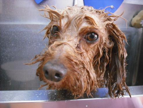 ファイル 3530-1.jpg