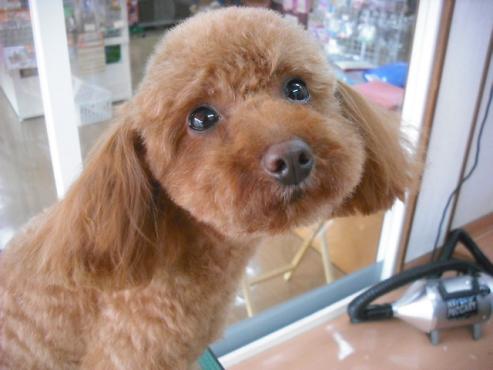 ファイル 3532-1.jpg