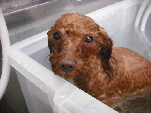 ファイル 3532-2.jpg