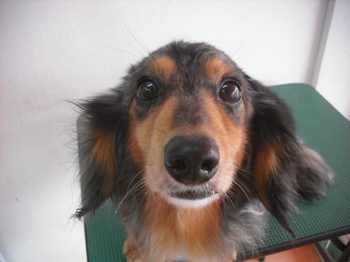 ファイル 3534-1.jpg