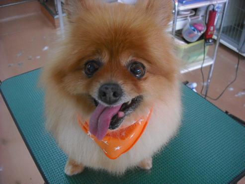 ファイル 3547-1.jpg