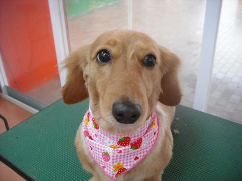 ファイル 355-1.jpg