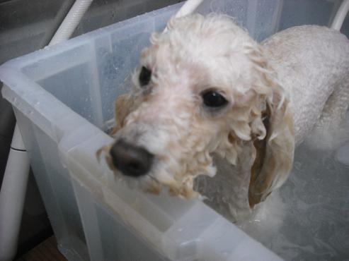 ファイル 3554-2.jpg