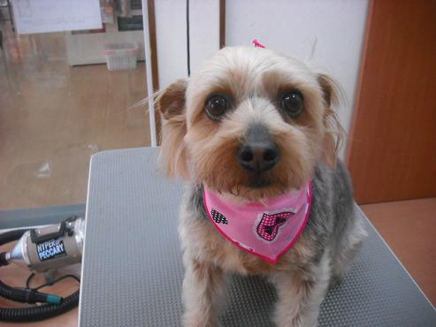 ファイル 356-1.jpg