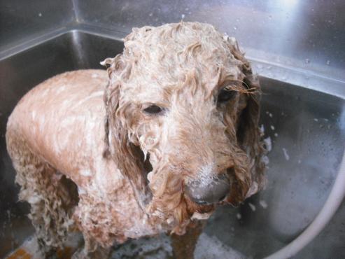 ファイル 3572-2.jpg