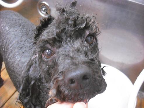 ファイル 3575-2.jpg