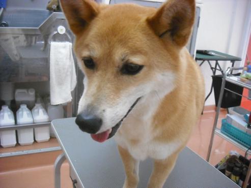 ファイル 3578-1.jpg