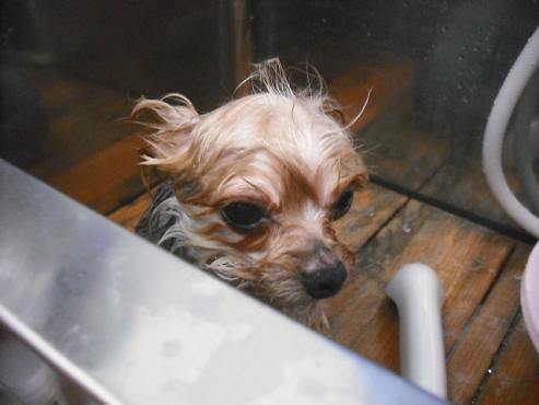 ファイル 3586-2.jpg