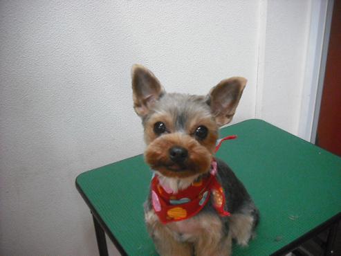 ファイル 3594-1.jpg