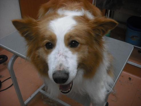 ファイル 3599-1.jpg