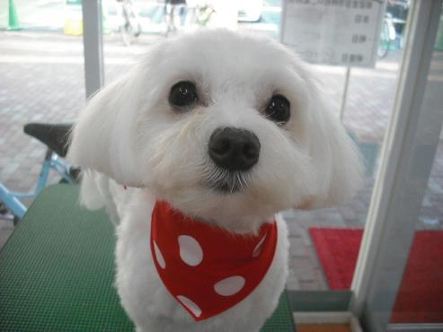 ファイル 3601-1.jpg