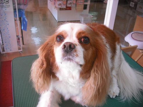 ファイル 3610-1.jpg