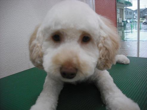 ファイル 363-1.jpg