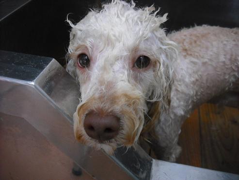 ファイル 363-2.jpg