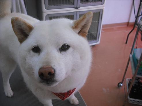 ファイル 3666-1.jpg