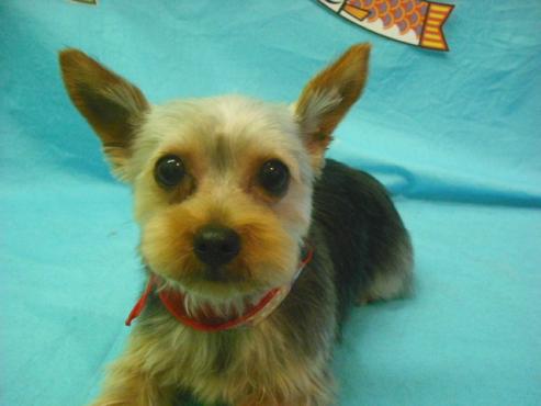 ファイル 3700-1.jpg