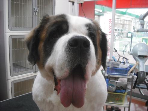 ファイル 3705-1.jpg