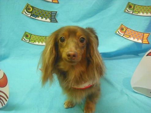 ファイル 3706-1.jpg