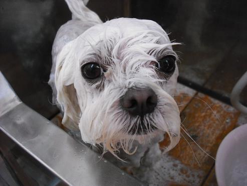 ファイル 372-1.jpg