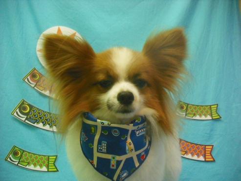 ファイル 3731-1.jpg