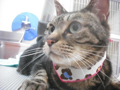 ファイル 3733-1.jpg