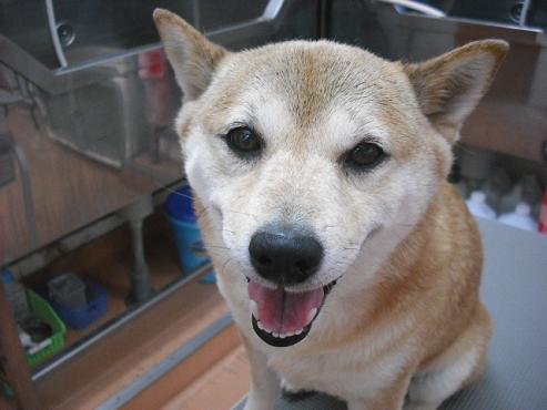 ファイル 374-1.jpg