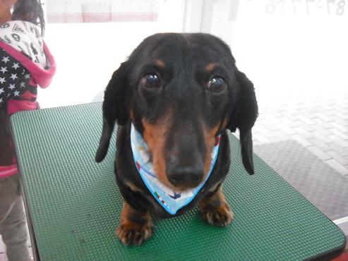 ファイル 377-1.jpg