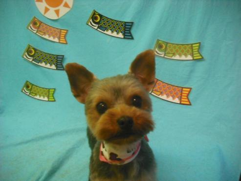 ファイル 3786-1.jpg