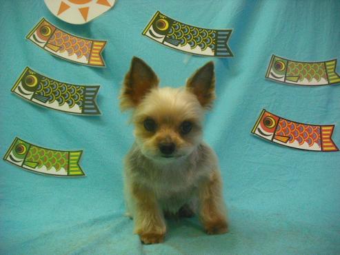 ファイル 3788-1.jpg