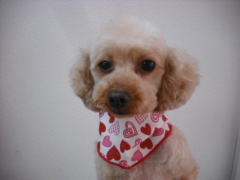 ファイル 38-1.jpg