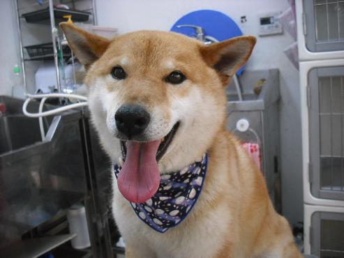 ファイル 380-1.jpg