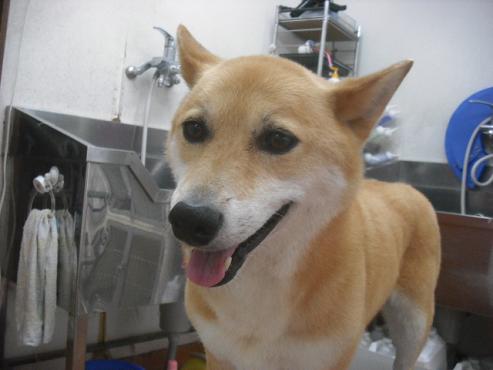 ファイル 3823-1.jpg