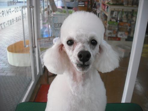 ファイル 383-1.jpg