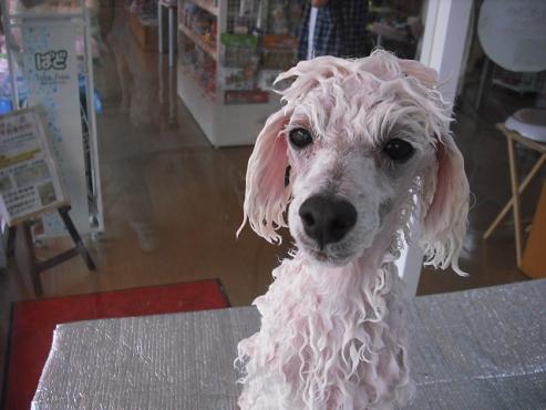 ファイル 383-2.jpg