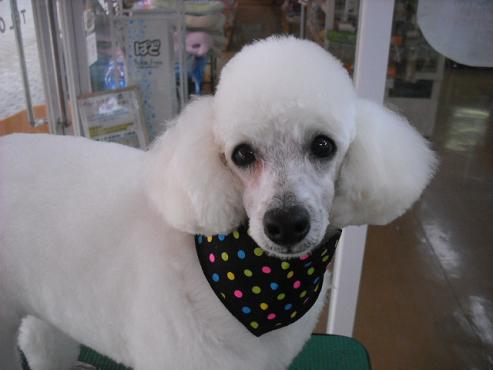 ファイル 384-1.jpg