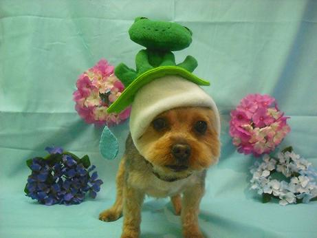 ファイル 3842-1.jpg