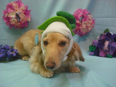 ファイル 3857-1.jpg