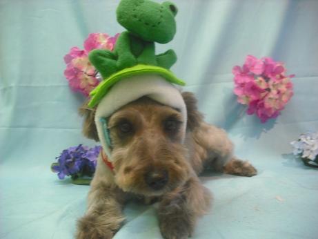 ファイル 3867-1.jpg