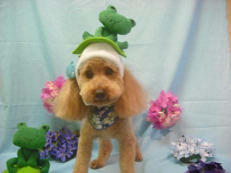 ファイル 3868-1.jpg