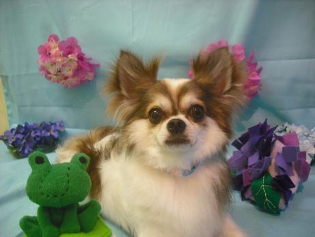 ファイル 3871-1.jpg