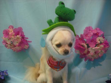 ファイル 3872-1.jpg