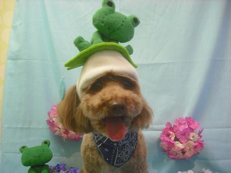 ファイル 3884-1.jpg