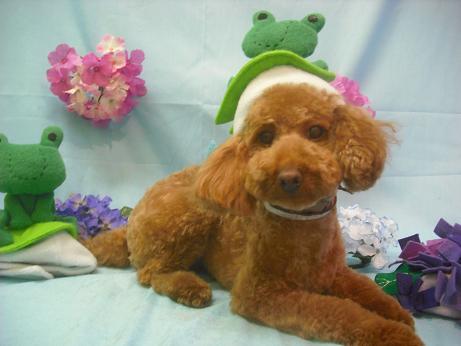 ファイル 3901-1.jpg