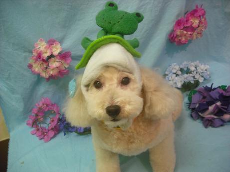 ファイル 3911-1.jpg