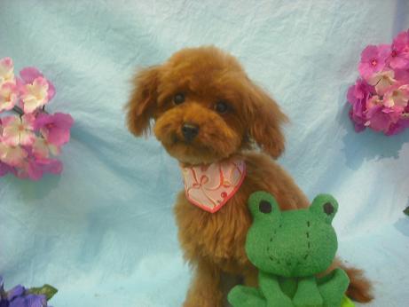 ファイル 3917-1.jpg