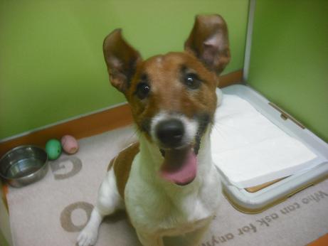 ファイル 3950-1.jpg